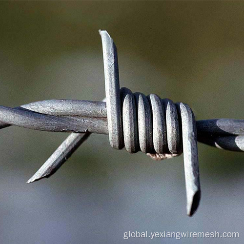 Hot-dipped Galvanized Barbed Wire Fence Barbed Wire Manufactory